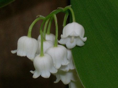 Lily of the Valley Supply