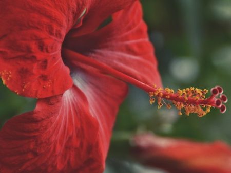 Red Hibiscus (HI) For Sale