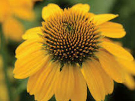 Yellow Echinacea Cheap