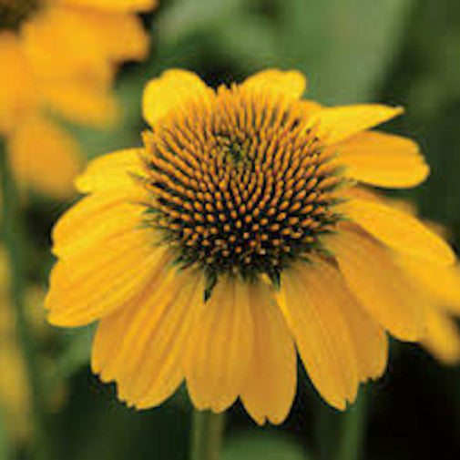 Yellow Echinacea Cheap