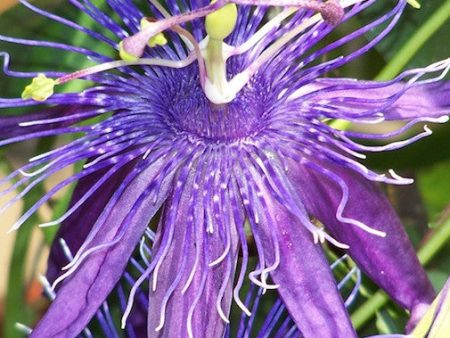 White-Purple Passionflower Online Sale