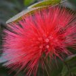 Ohia Lehua For Cheap