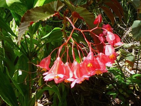 Maui Begonia Discount