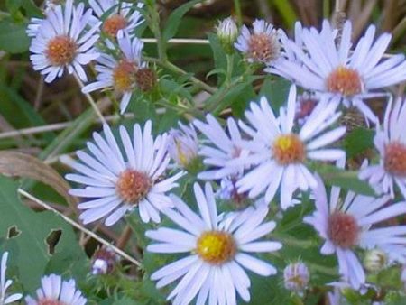 Rough Leafed Violet Aster Cheap