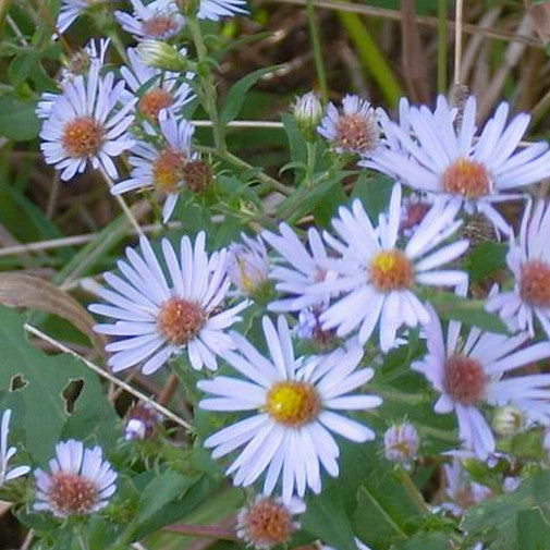 Rough Leafed Violet Aster Cheap