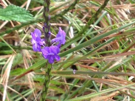 Blue Vervain (HI) Online now