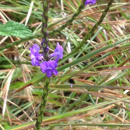 Blue Vervain (HI) Online now