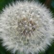 Dandelion Supply