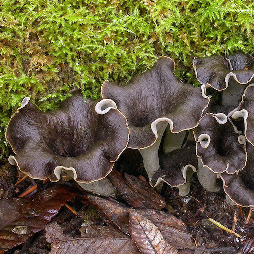 Craterellus Cornucopioides Online now