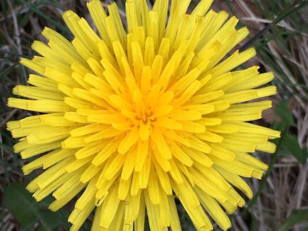 Dandelion Supply