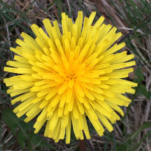 Dandelion Supply