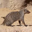 Mongoose Fashion