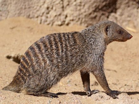 Mongoose Fashion