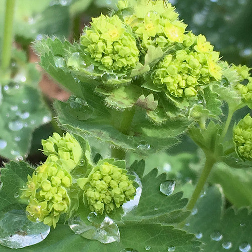 Lady’s Mantle Sale