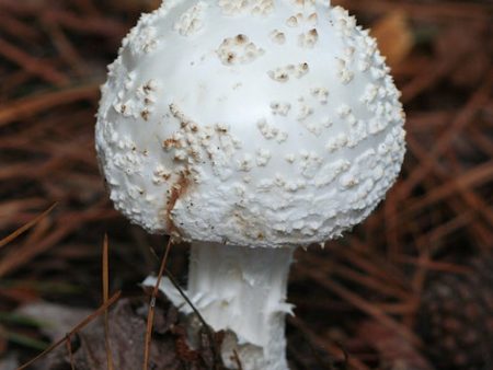 Amanita Muscaria Alba Discount