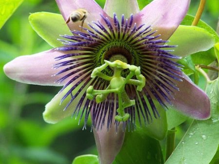 Purple-Yellow Passionflower For Cheap