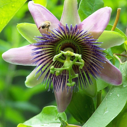 Purple-Yellow Passionflower For Cheap