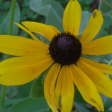 Black-Eyed Susan Discount