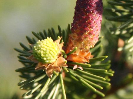 Blue Spruce Sale