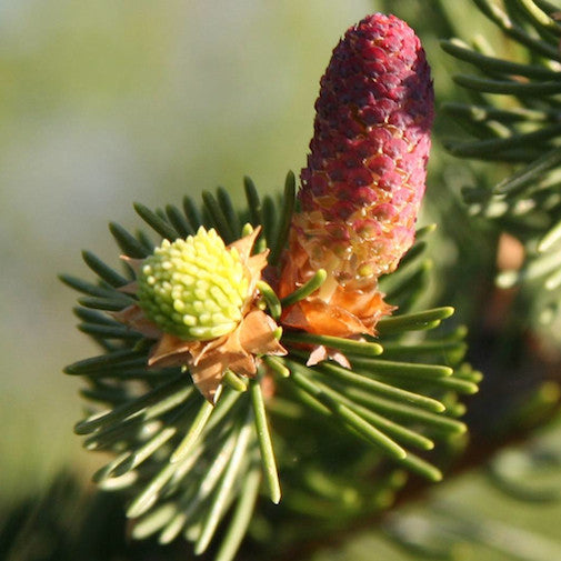 Blue Spruce Sale