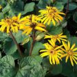 Ligularia Cheap