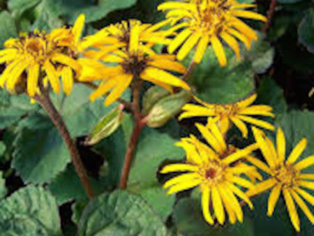 Ligularia Cheap