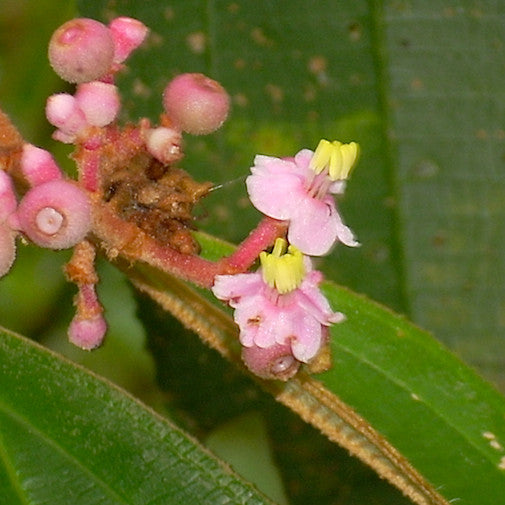 Miconia Lundelliana Hot on Sale