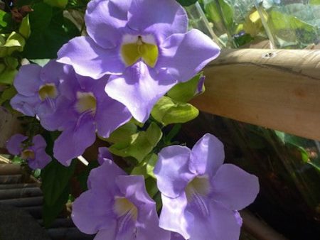 Blue Thunbergia Cheap