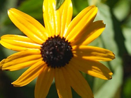 Black-Eyed Susan Discount