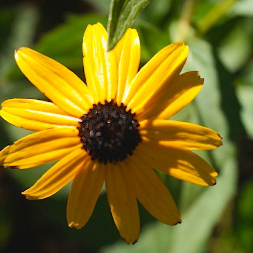 Black-Eyed Susan Discount