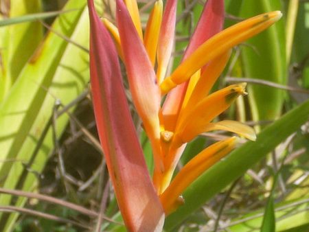 Heliconia (HI) Cheap