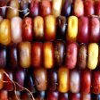 Maize Online Hot Sale