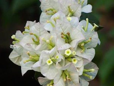 White Bougainvillea Discount