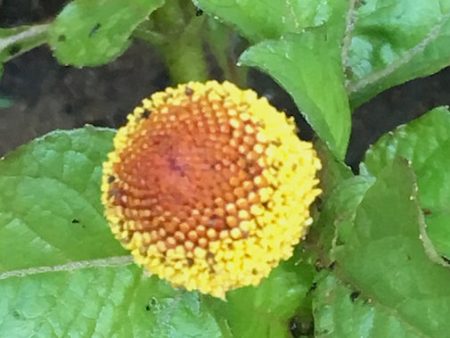 Spilanthes For Discount