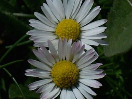 Bellis Perennis For Cheap