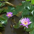 Purple Water Lily Sale