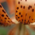 Turk’s Cap Lily Sale