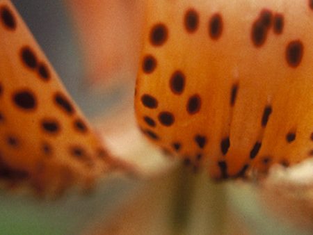 Turk’s Cap Lily Sale