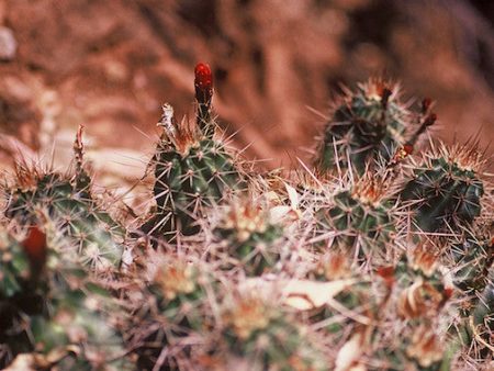 Hedgehog Cactus Fashion