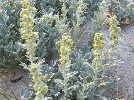 Beach Wormwood Online