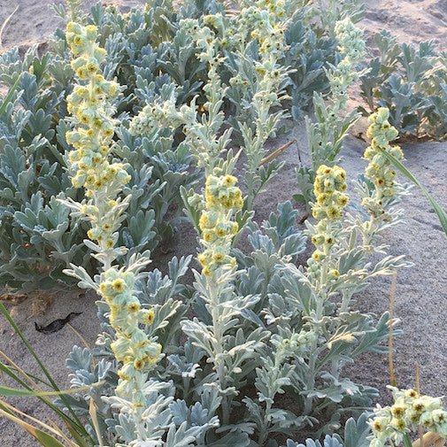 Beach Wormwood Online