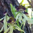 Prosthechea C on Sale