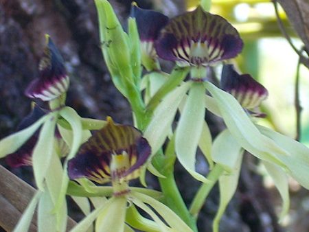 Prosthechea C on Sale