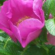 Rugosa Discount