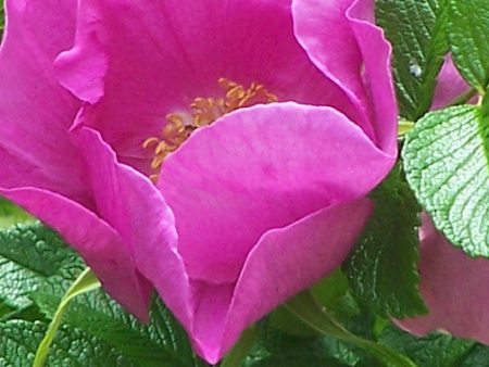 Rugosa Discount