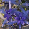 Blue Petrea on Sale