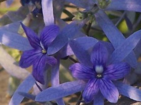 Blue Petrea on Sale