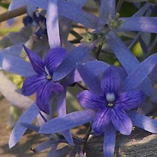 Blue Petrea on Sale