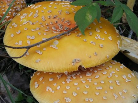 Amanita Muscaria For Discount