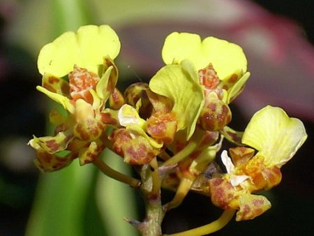 Oncidium on Sale